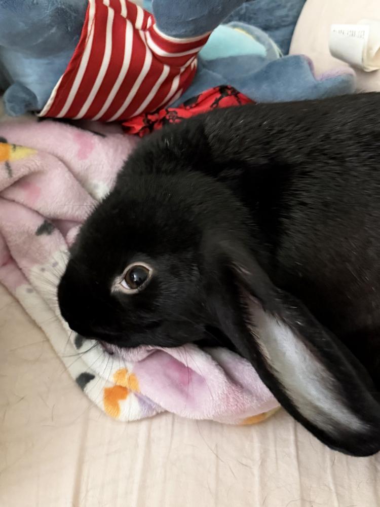 Helix, Adoptable, Young Female Silver Marten & Bunny Rabbit.