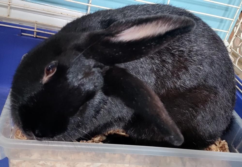 Helix, Adoptable, Young Female Silver Marten & Bunny Rabbit.