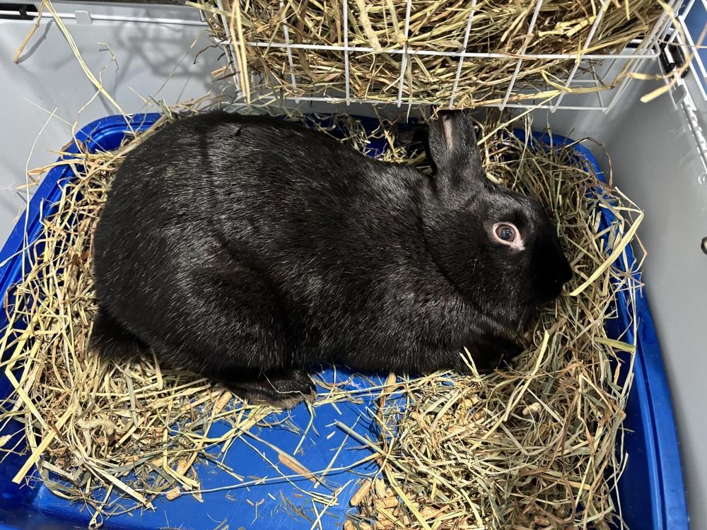 Helix, a Adoptable mixed breed in Westford, MA image 2/3