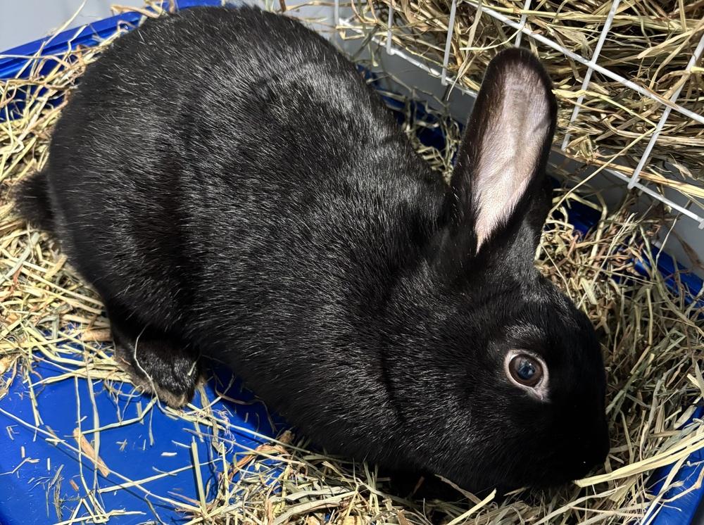 Helix, a Adoptable mixed breed in Westford, MA image 3/3
