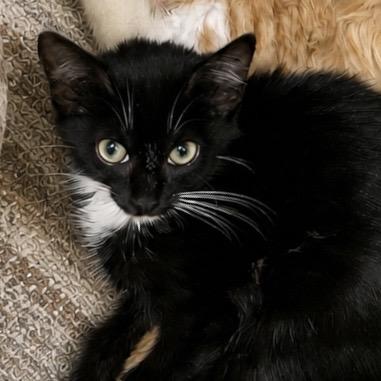 Watson, a ADOPTABLE Domestic Short Hair in Hillsborough, NJ image 5/6
