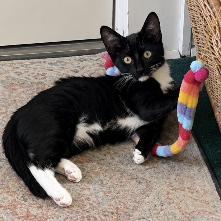 Watson, a ADOPTABLE Domestic Short Hair in Hillsborough, NJ image 1/6