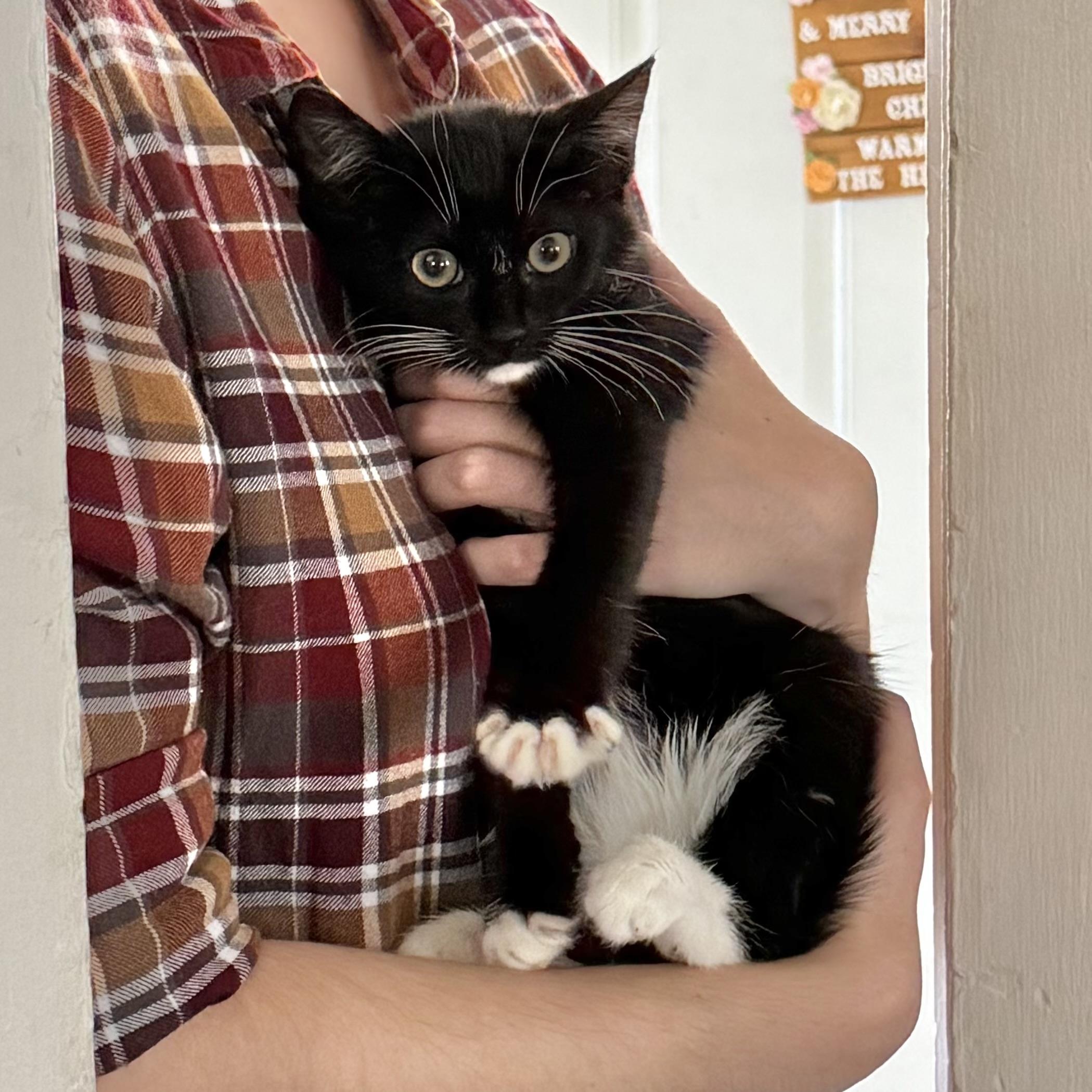 Watson, a ADOPTABLE Domestic Short Hair in Hillsborough, NJ image 6/6