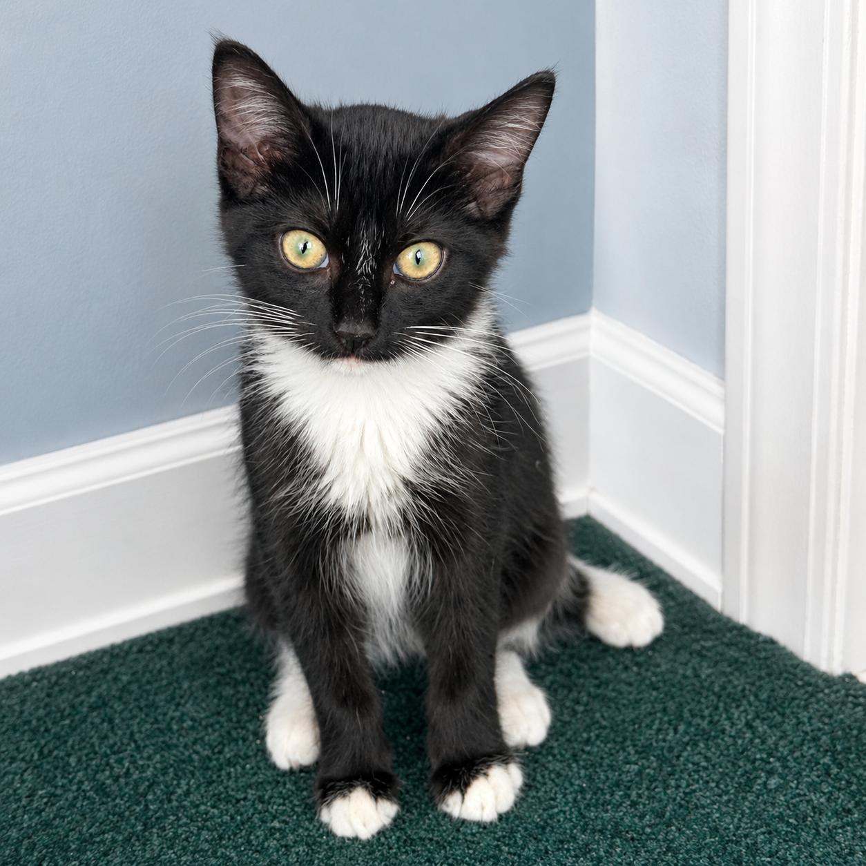 Watson, a ADOPTABLE Domestic Short Hair in Hillsborough, NJ image 2/6