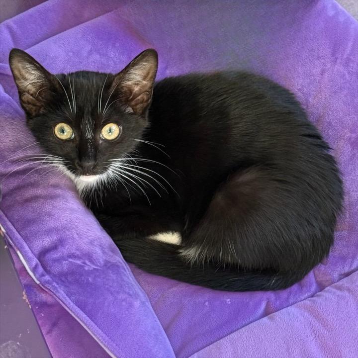 Watson, a ADOPTABLE Domestic Short Hair in Hillsborough, NJ image 3/6