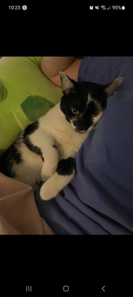 PANDA, Adoptable, Adult Male Domestic Short Hair.