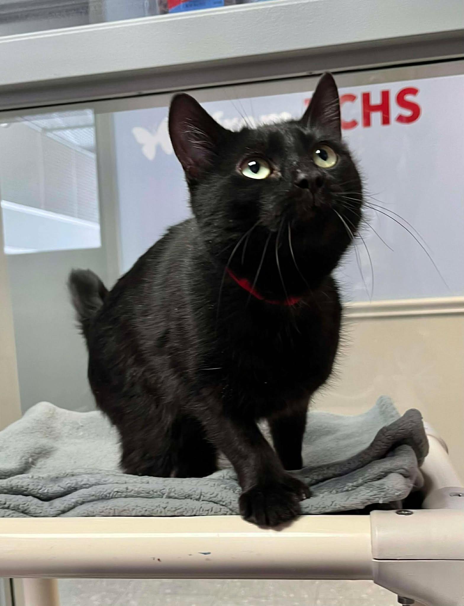 Enlarge Colette, a ADOPTABLE Domestic Short Hair in New Philadelphia, OH image 1/1