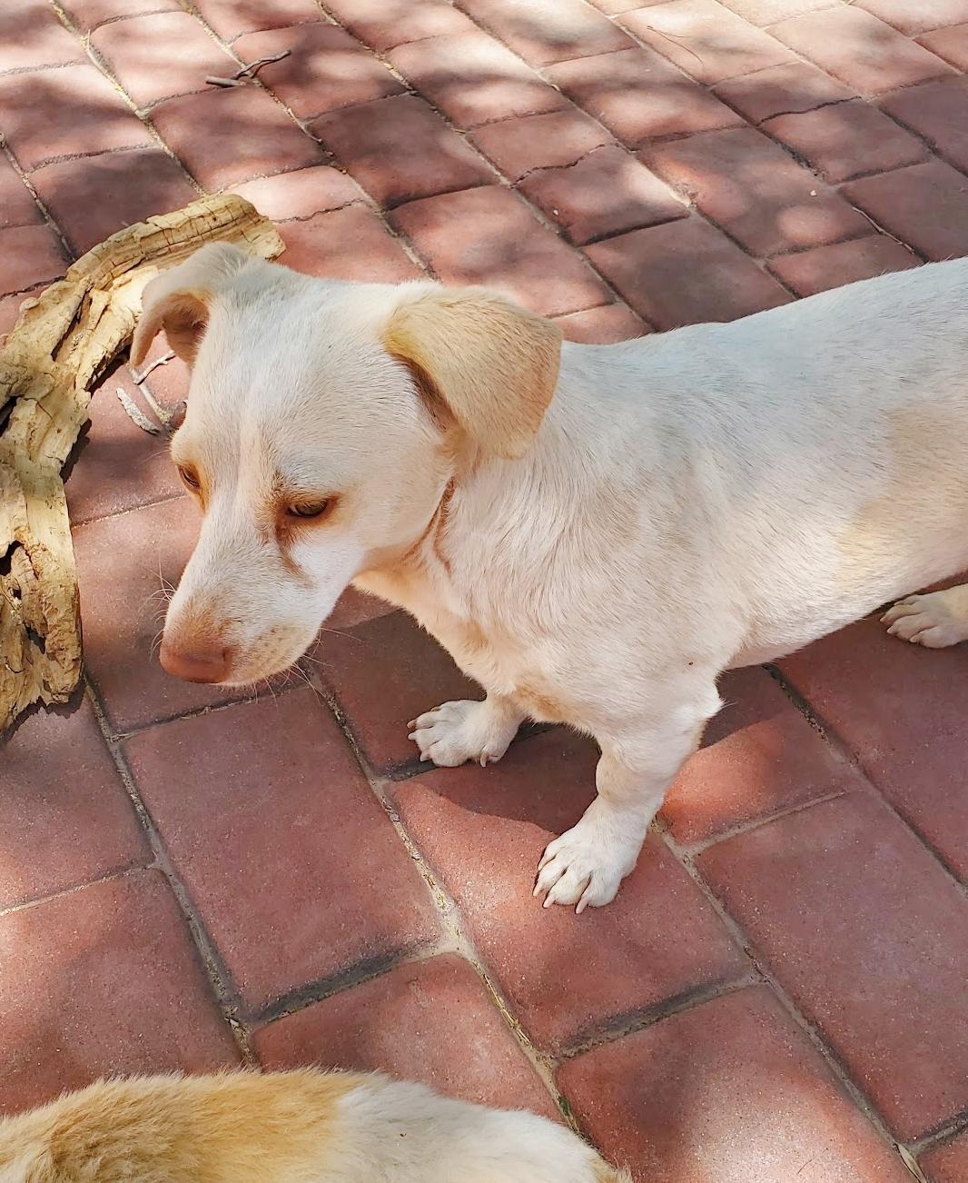 Mimi