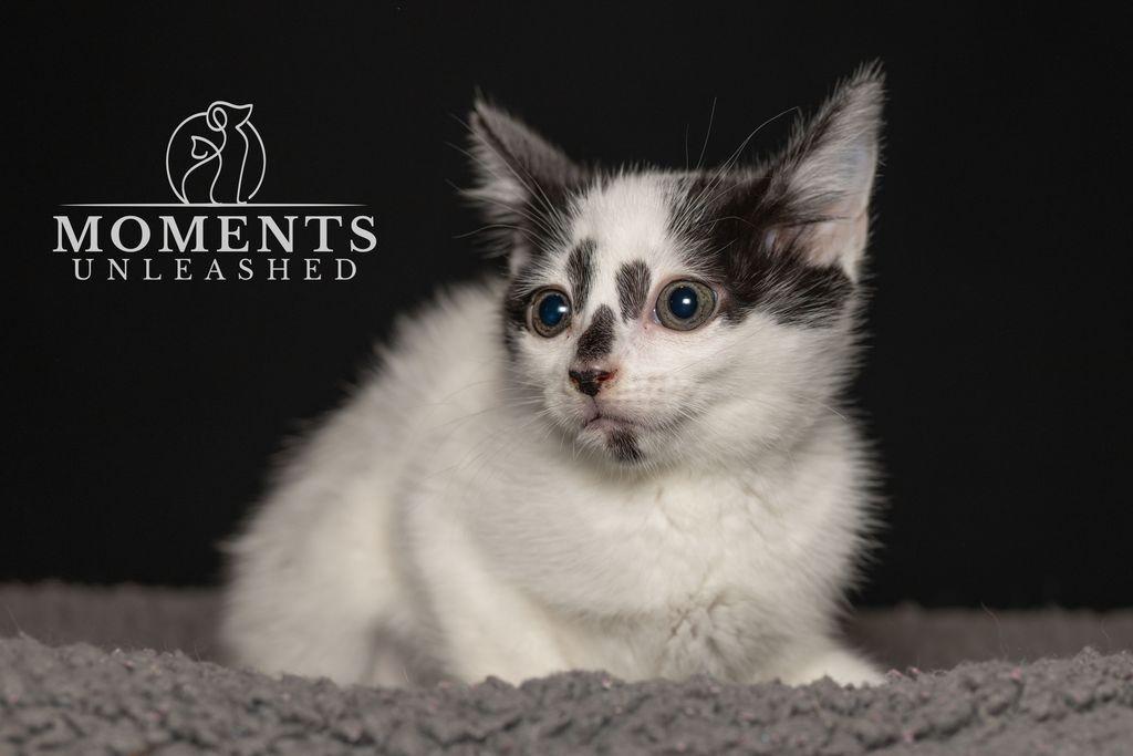 Enlarge Pixel, an adopted Domestic Short Hair in Myakka City, FL image 3/3