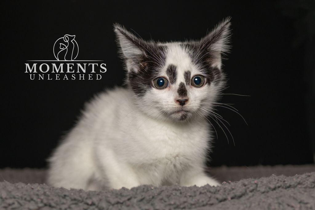 Pixel, adopted, Kitten Female Domestic Short Hair.
