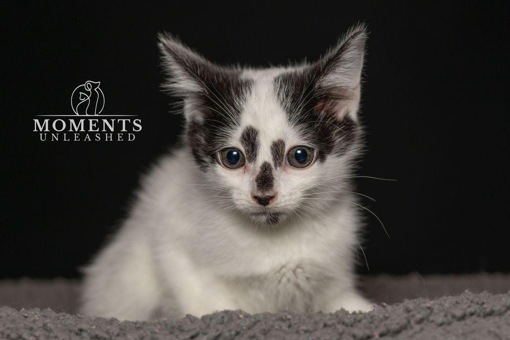 Enlarge Pixel, an adopted Domestic Short Hair in Myakka City, FL image 2/3