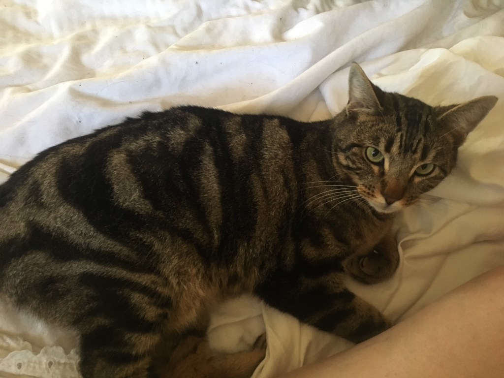 Beau, a Adoptable Tabby in Tustin, CA image 1/4