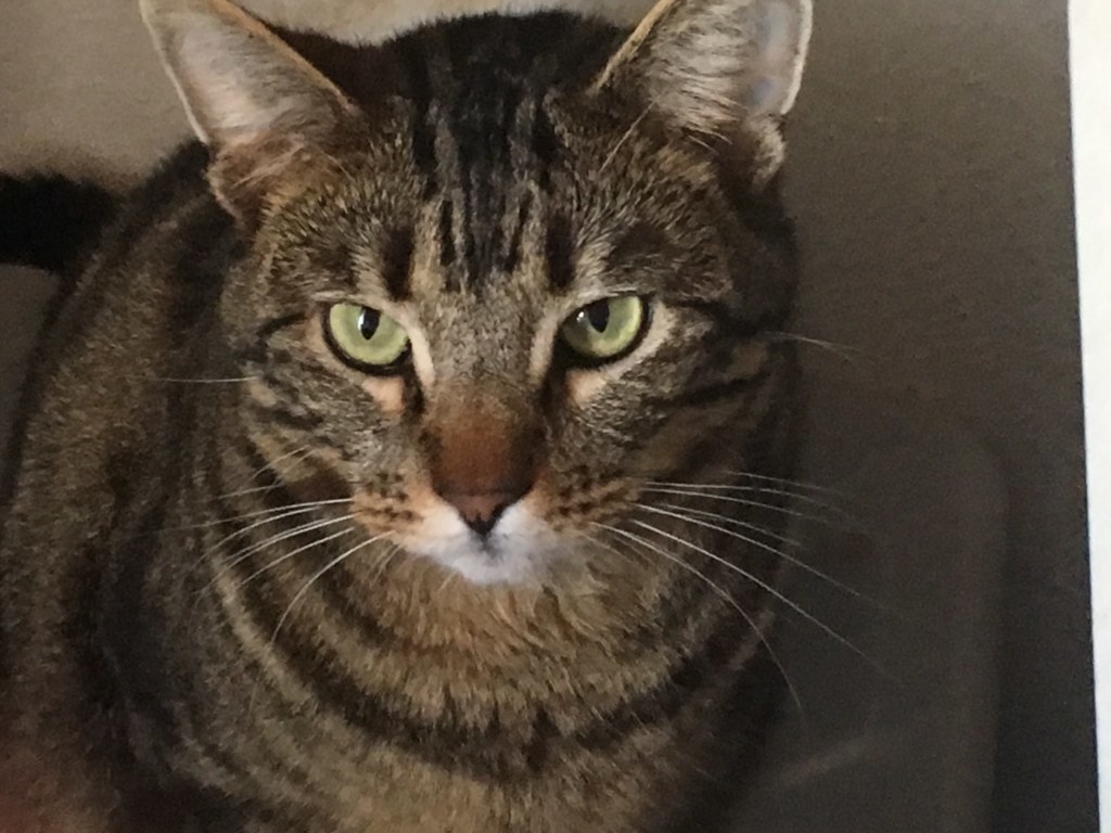 Beau, a Adoptable Tabby in Tustin, CA image 2/4