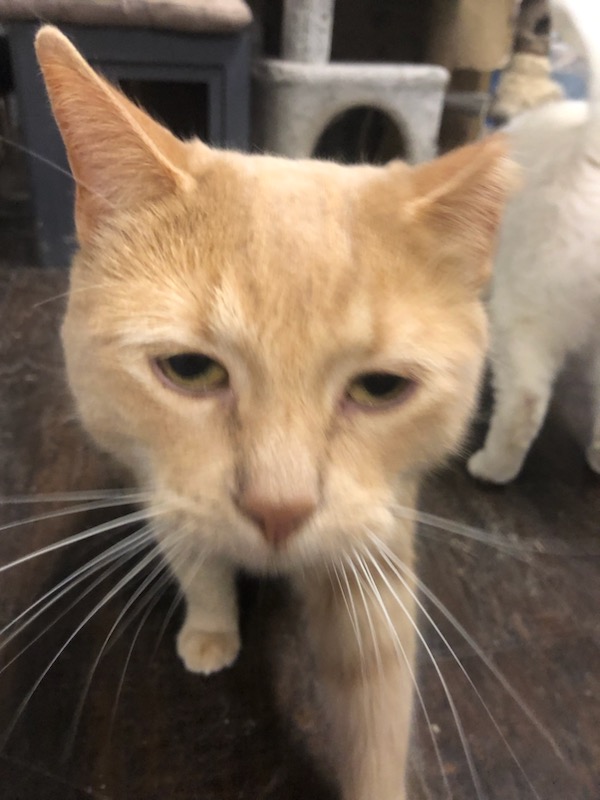Chat, an adoptable Domestic Short Hair in Saint-Calixte, QC, J0K 1Z0 | Photo Image 1