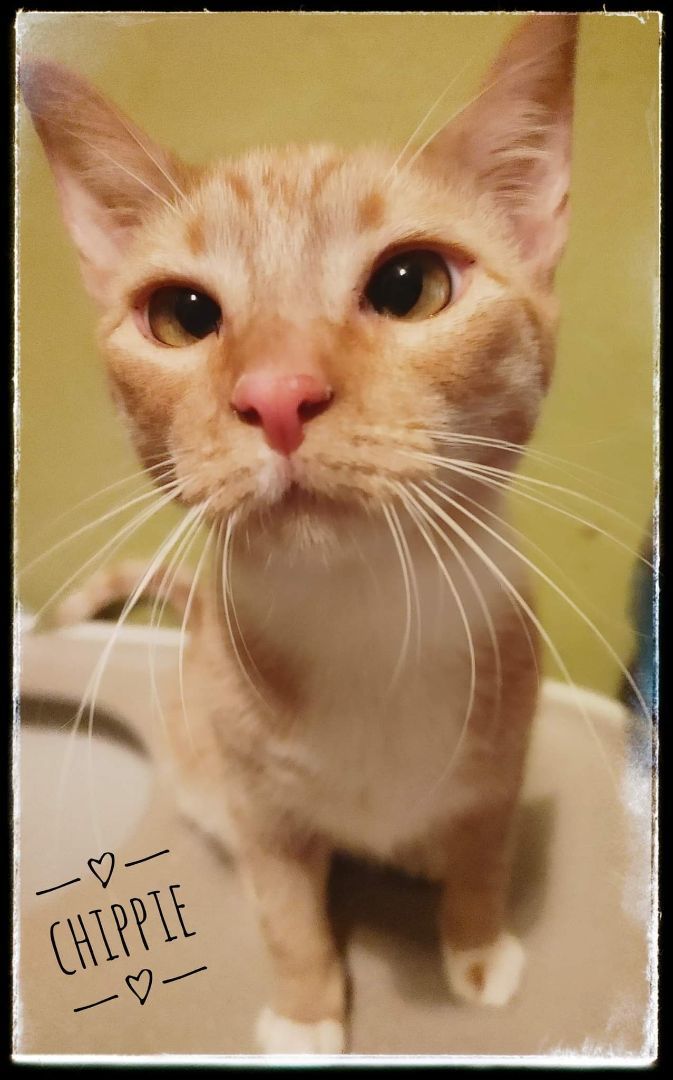 Enlarge ZIVA DAVID (Formley CHIPPIE), a Adoptable mixed breed in HEMET, CA image 2/3