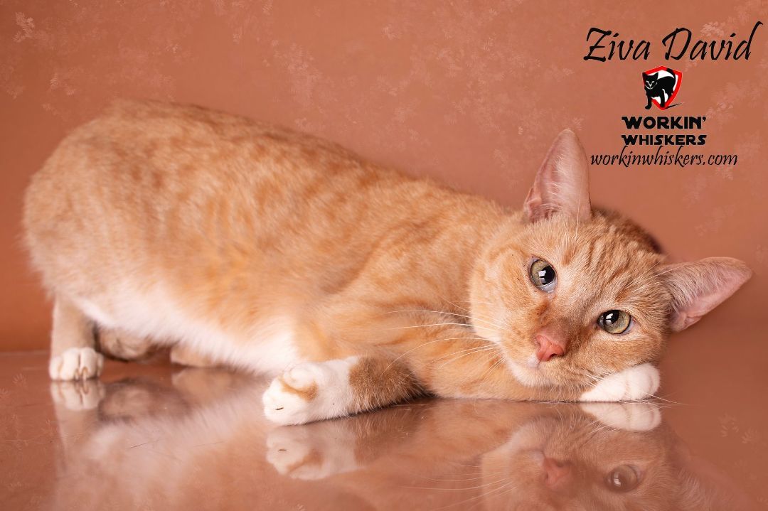 Enlarge ZIVA DAVID (Formley CHIPPIE), a Adoptable mixed breed in HEMET, CA image 1/3