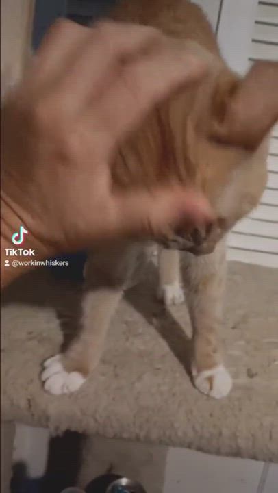 Enlarge ZIVA DAVID (Formley CHIPPIE), a Adoptable mixed breed in HEMET, CA video 3/3