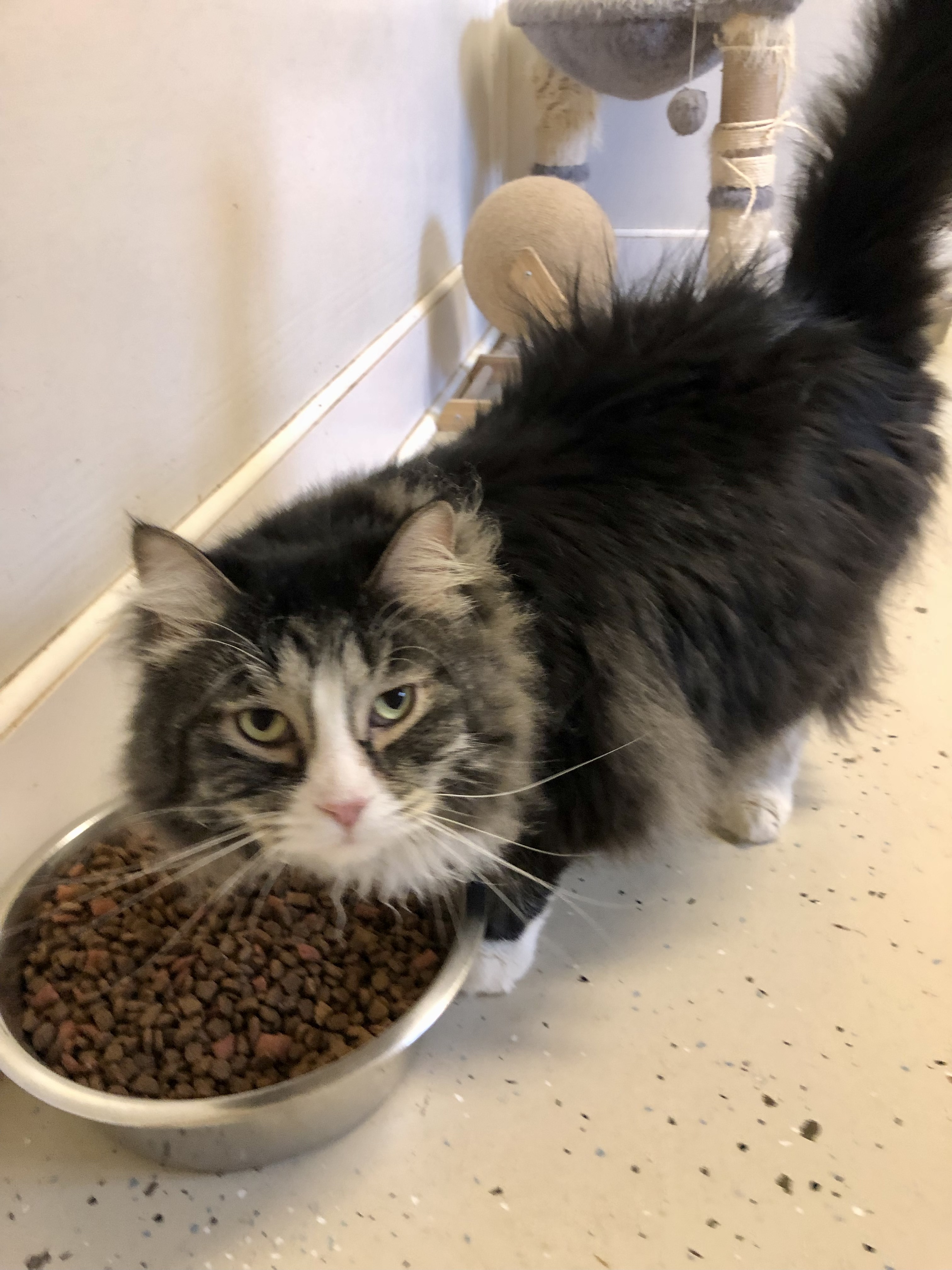 Licorice, Adopted, Adult Male Domestic Long Hair & Maine Coon.