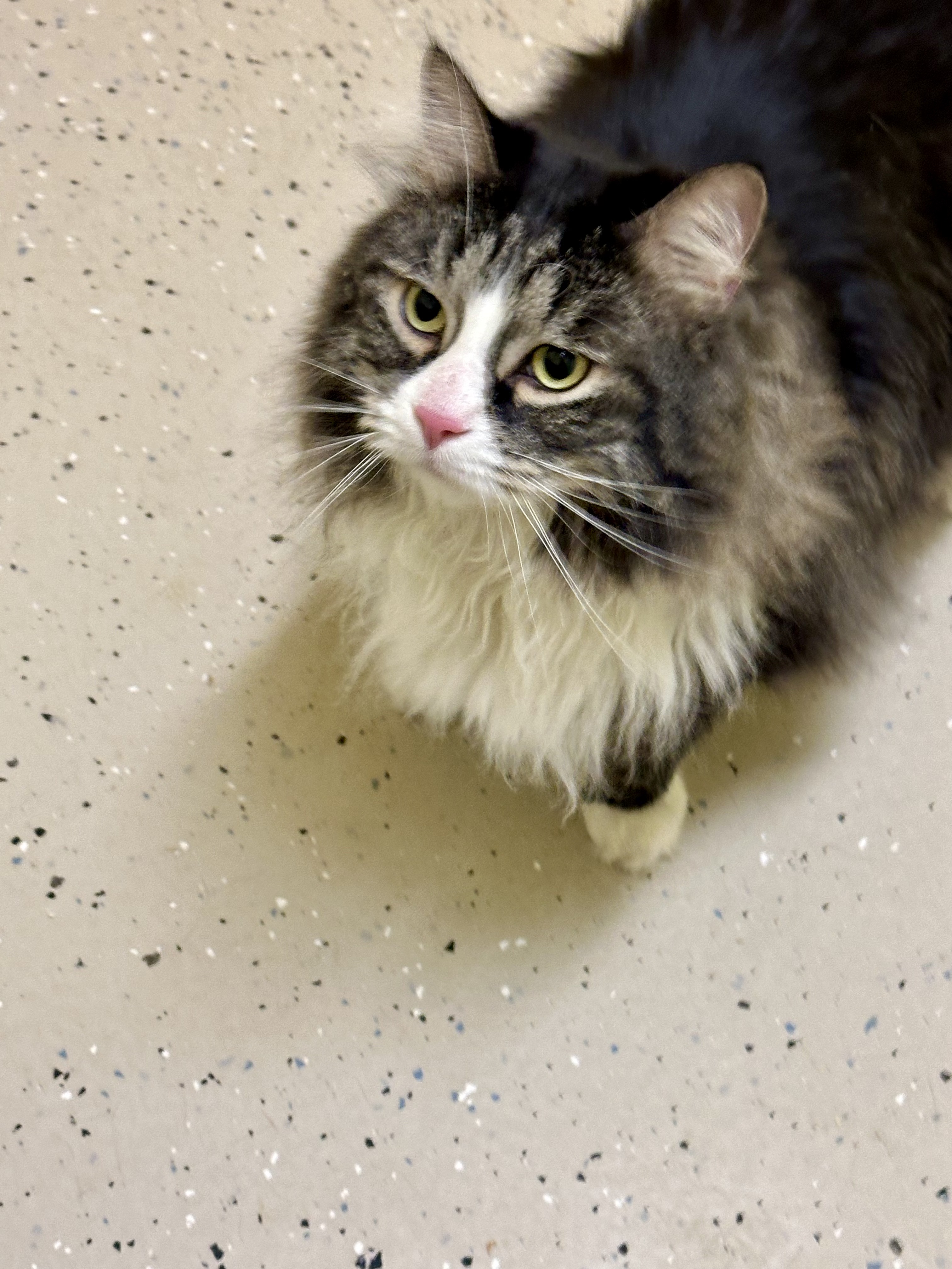 Enlarge Licorice, a Adopted mixed breed in Gouldsboro, PA image 2/3