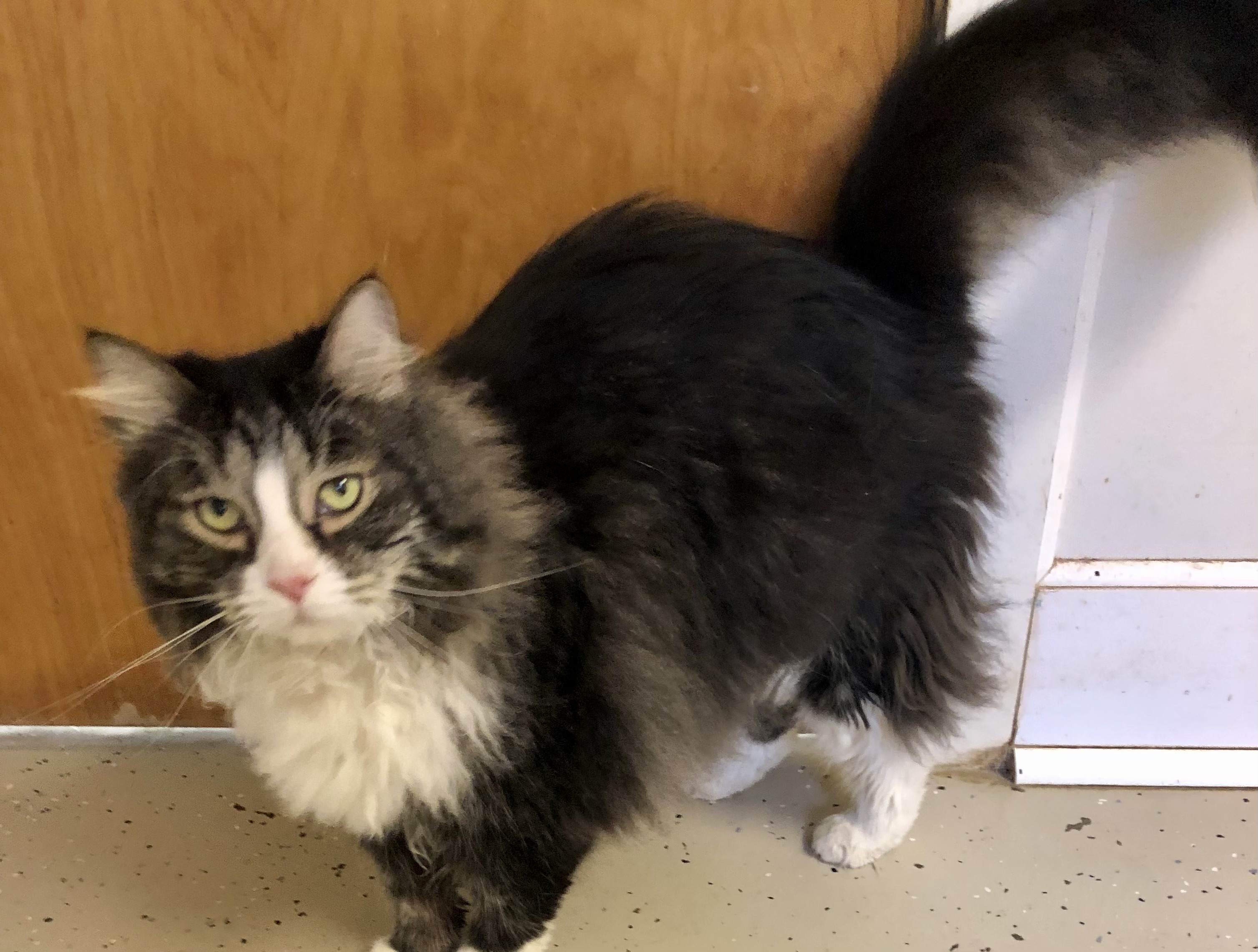 Enlarge Licorice, a Adopted mixed breed in Gouldsboro, PA image 3/3