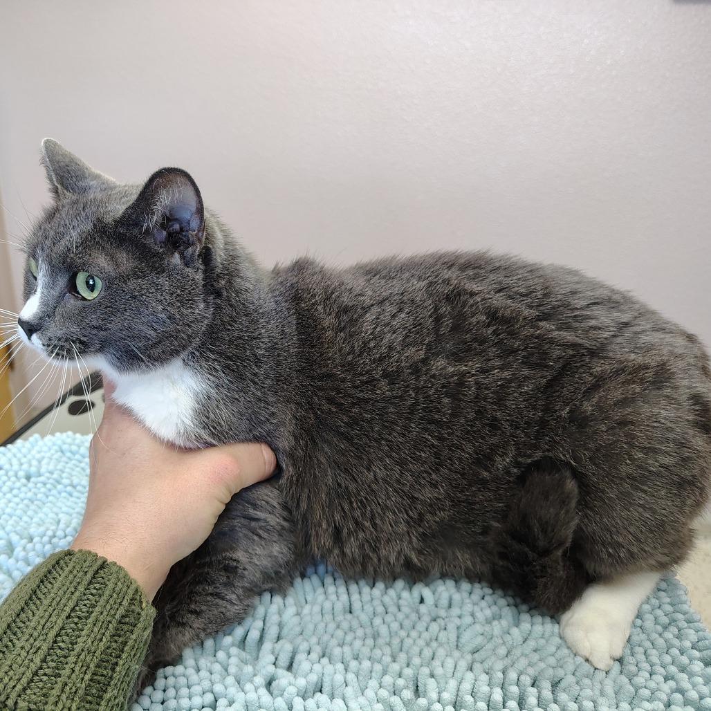 Enlarge Lilly, a Adoptable mixed breed in Coos Bay, OR image 2/3