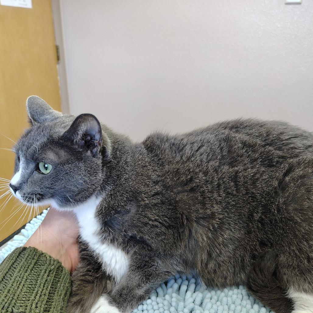 Enlarge Lilly, a Adoptable mixed breed in Coos Bay, OR image 3/3