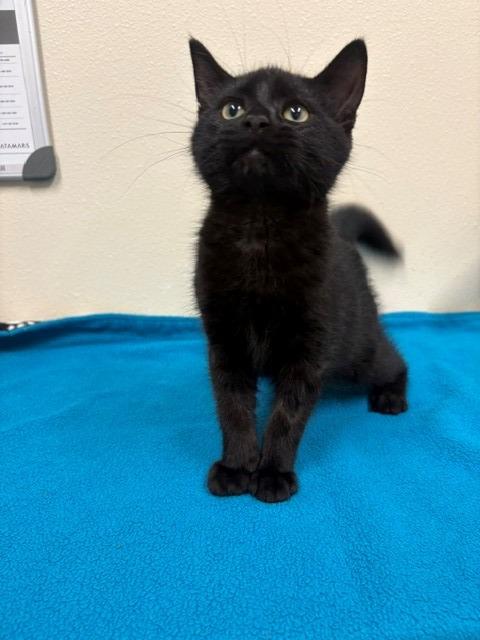 Dagger, Adopted, Kitten Male Domestic Short Hair.