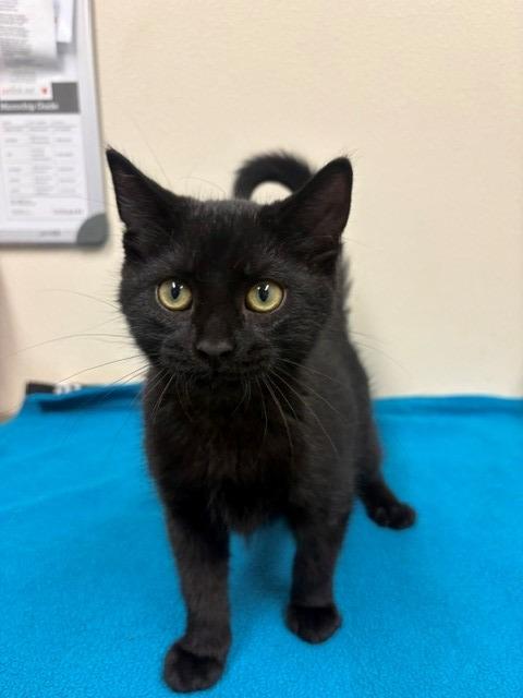 Enlarge Dagger, a Adopted mixed breed in Ladysmith, WI image 2/4