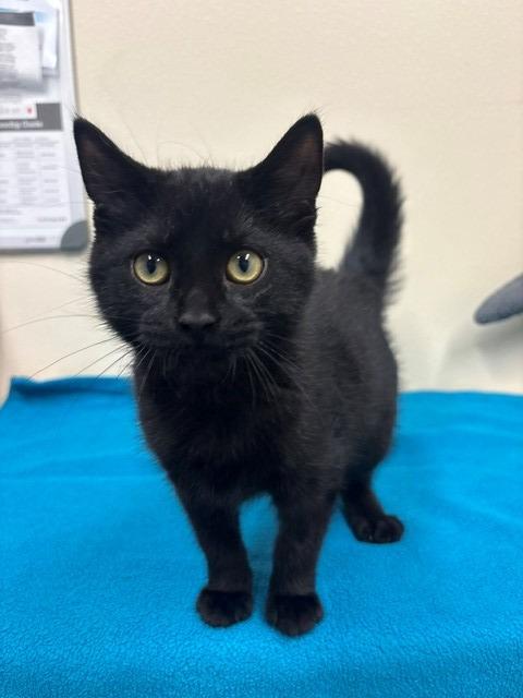 Enlarge Dagger, a Adopted mixed breed in Ladysmith, WI image 3/4