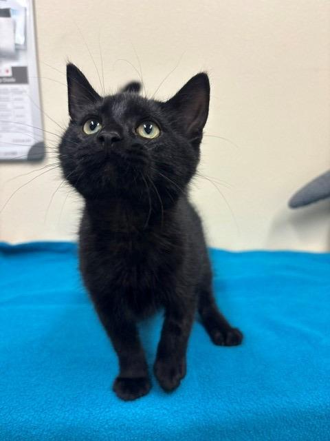 Enlarge Dagger, a Adopted mixed breed in Ladysmith, WI image 4/4