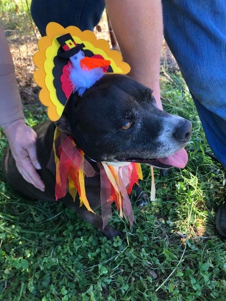 Lucy, Adoptable, Adult Female American Bully.