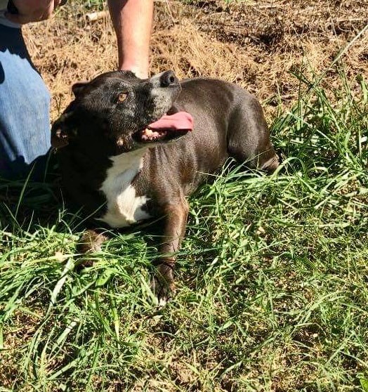 Enlarge Lucy, a Adoptable mixed breed in Fredericton , NB image 3/6