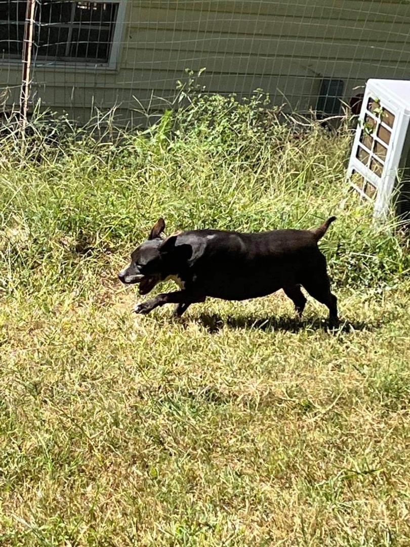Enlarge Lucy, a Adoptable mixed breed in Fredericton , NB image 5/6