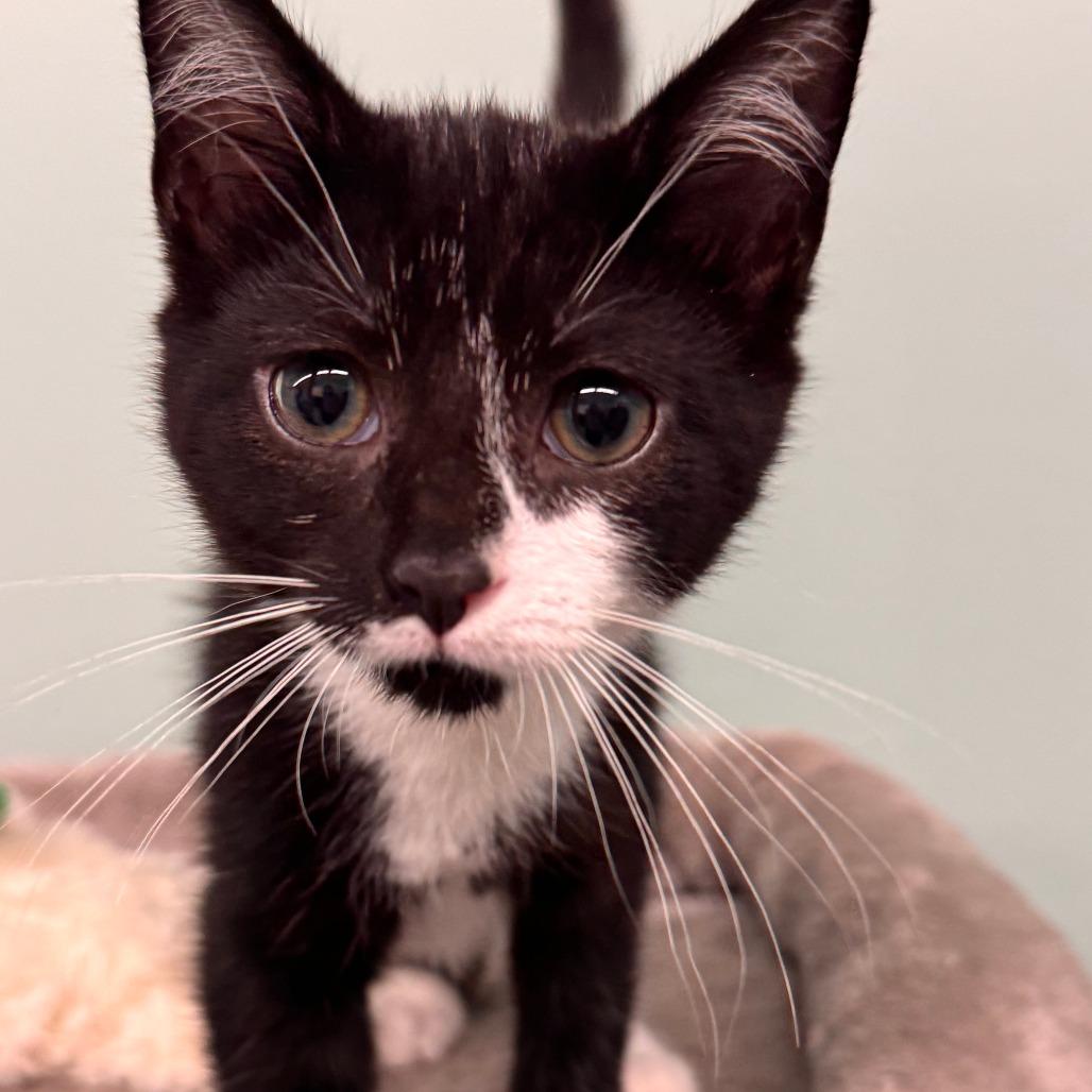 Peony, Adoptable, Kitten Female Domestic Short Hair.