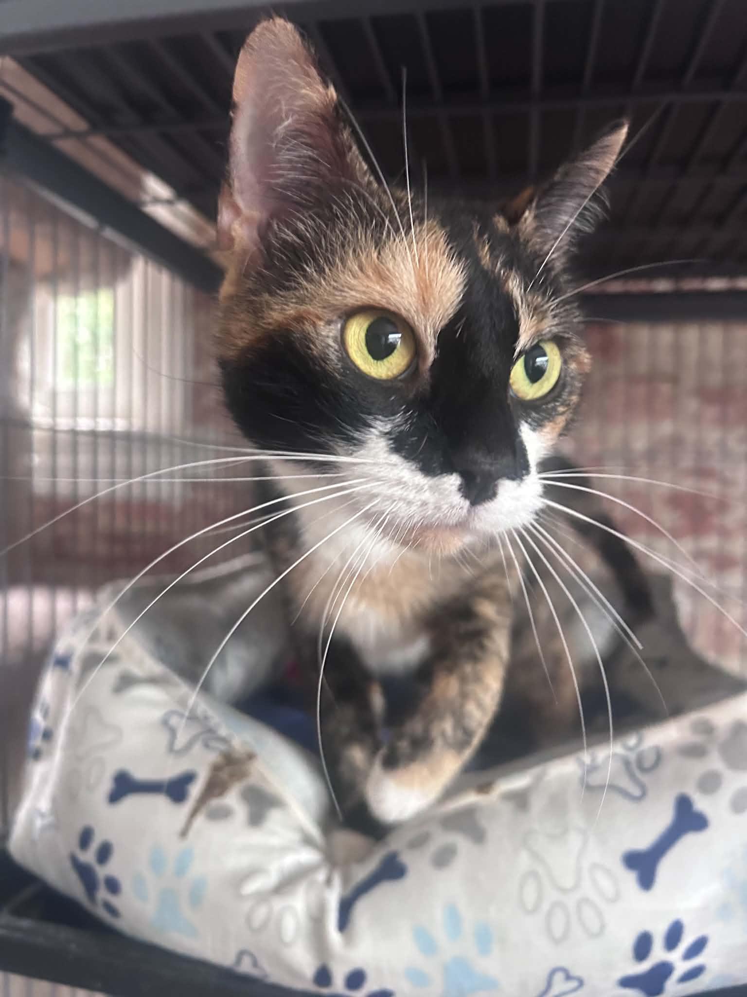 Enlarge Willow, a Adopted Calico in Huntington, NY image 2/2