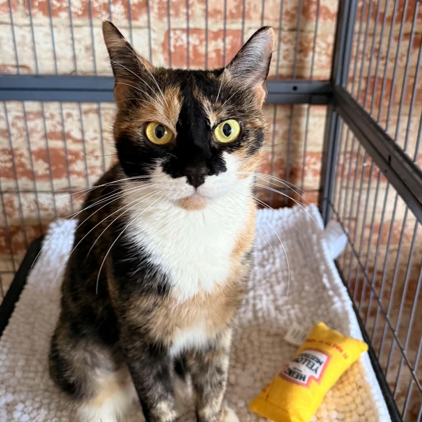 Enlarge Willow, a Adopted Calico in Huntington, NY image 1/2