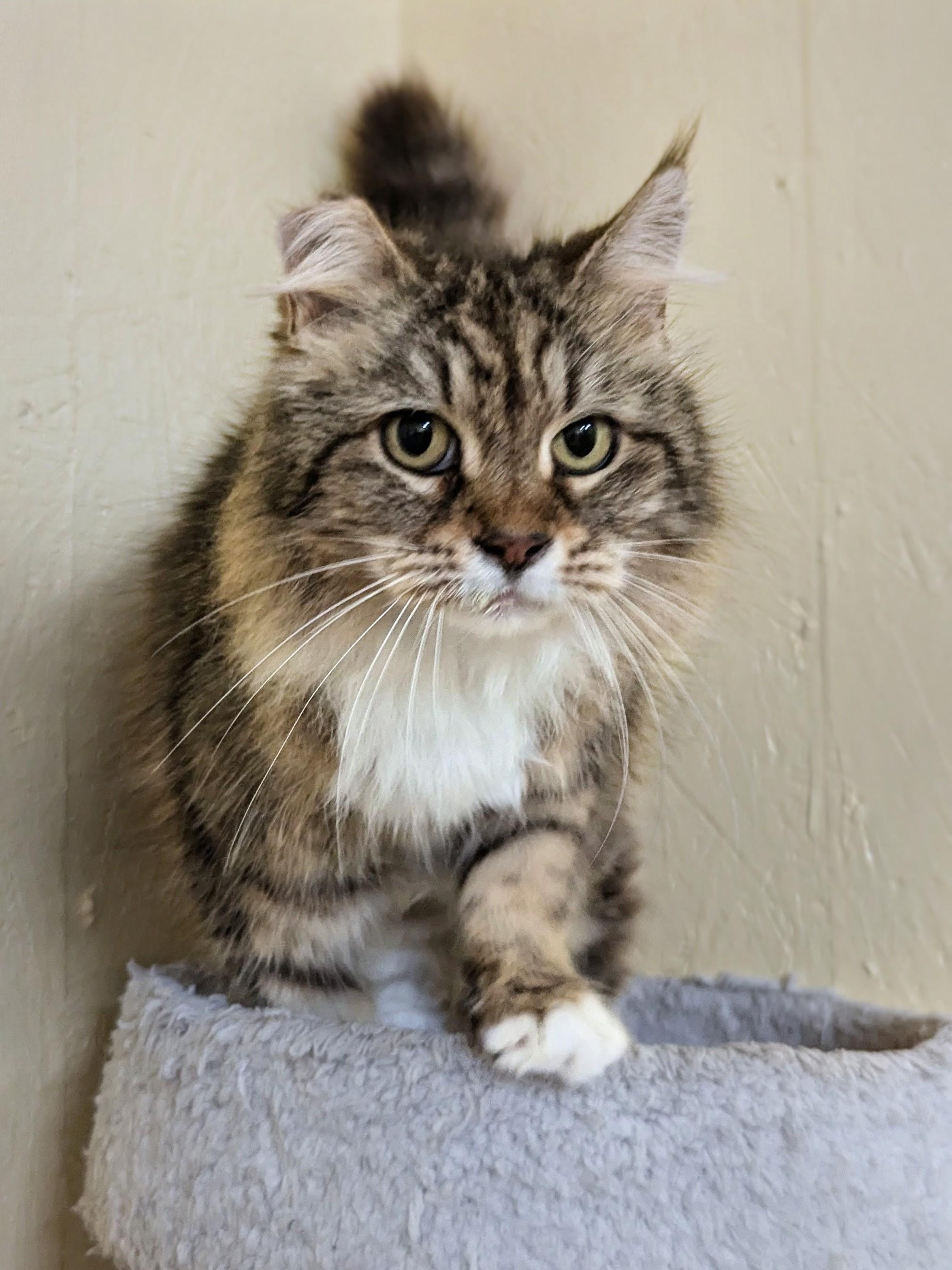 Hershey, adopted, Senior Female Domestic Long Hair.