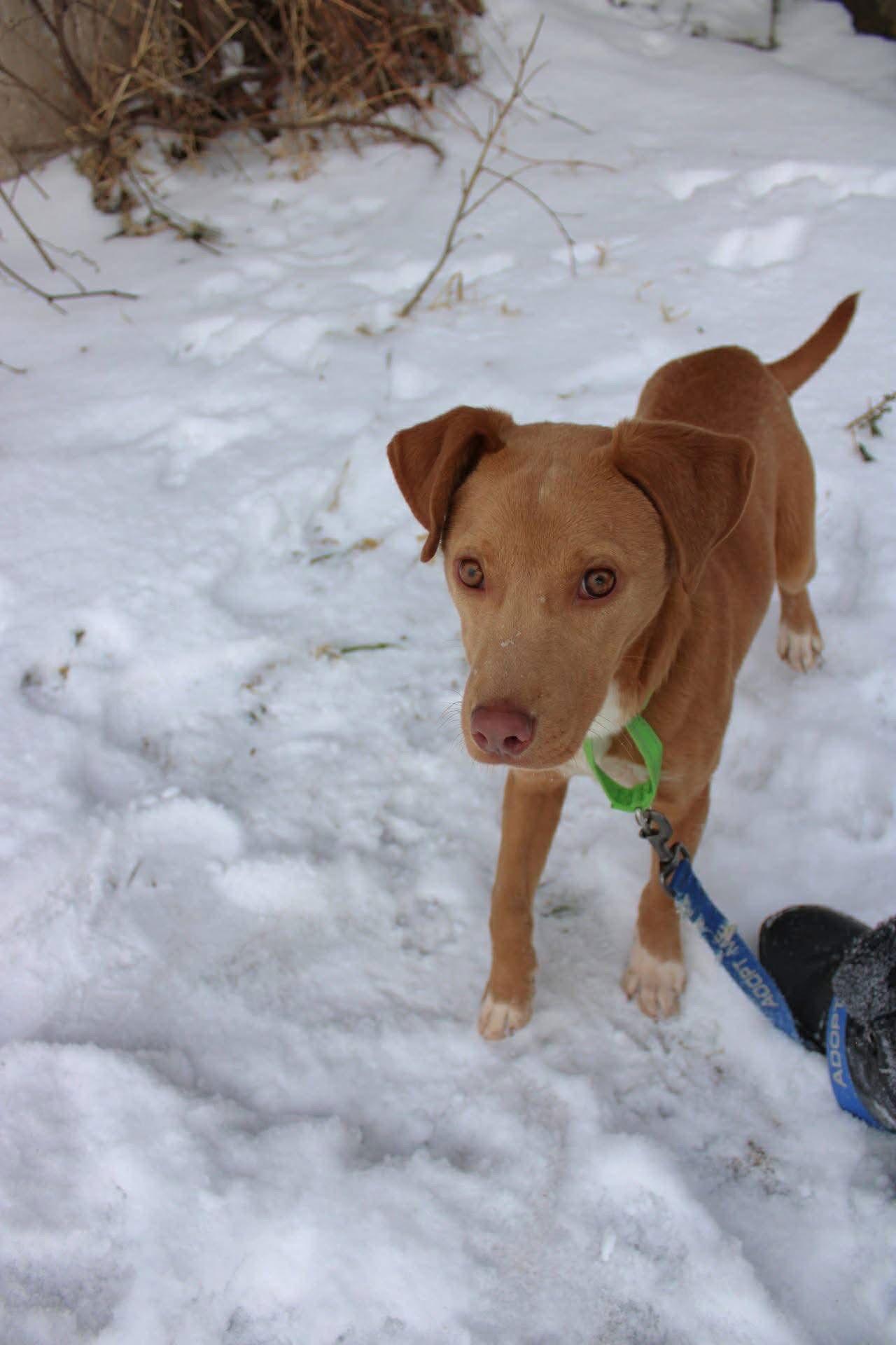 Enlarge Julian, a Adopted Pit Bull Terrier in New London, WI image 2/3