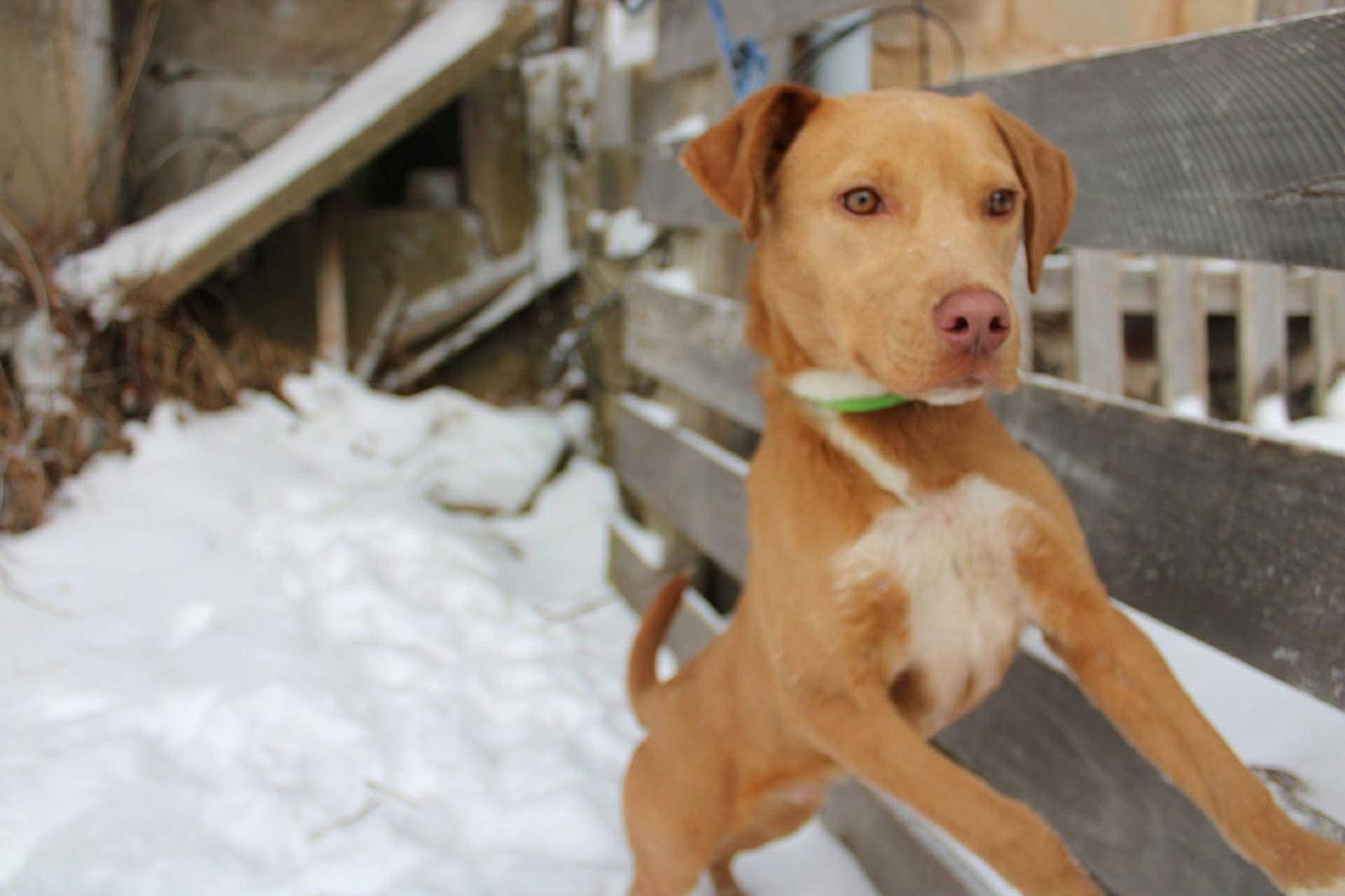 Enlarge Julian, a Adopted Pit Bull Terrier in New London, WI image 3/3