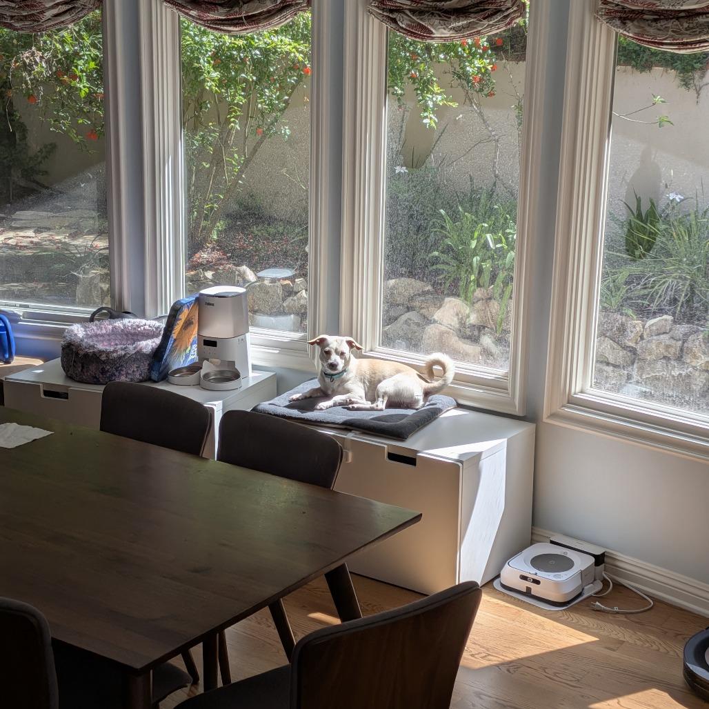 Enlarge Tofu, a Adoptable Mixed Breed in Playa Vista, CA image 2/6