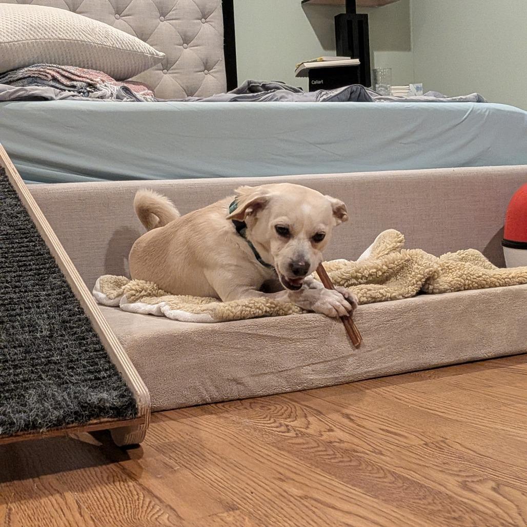 Enlarge Tofu, a Adoptable Mixed Breed in Playa Vista, CA image 3/6