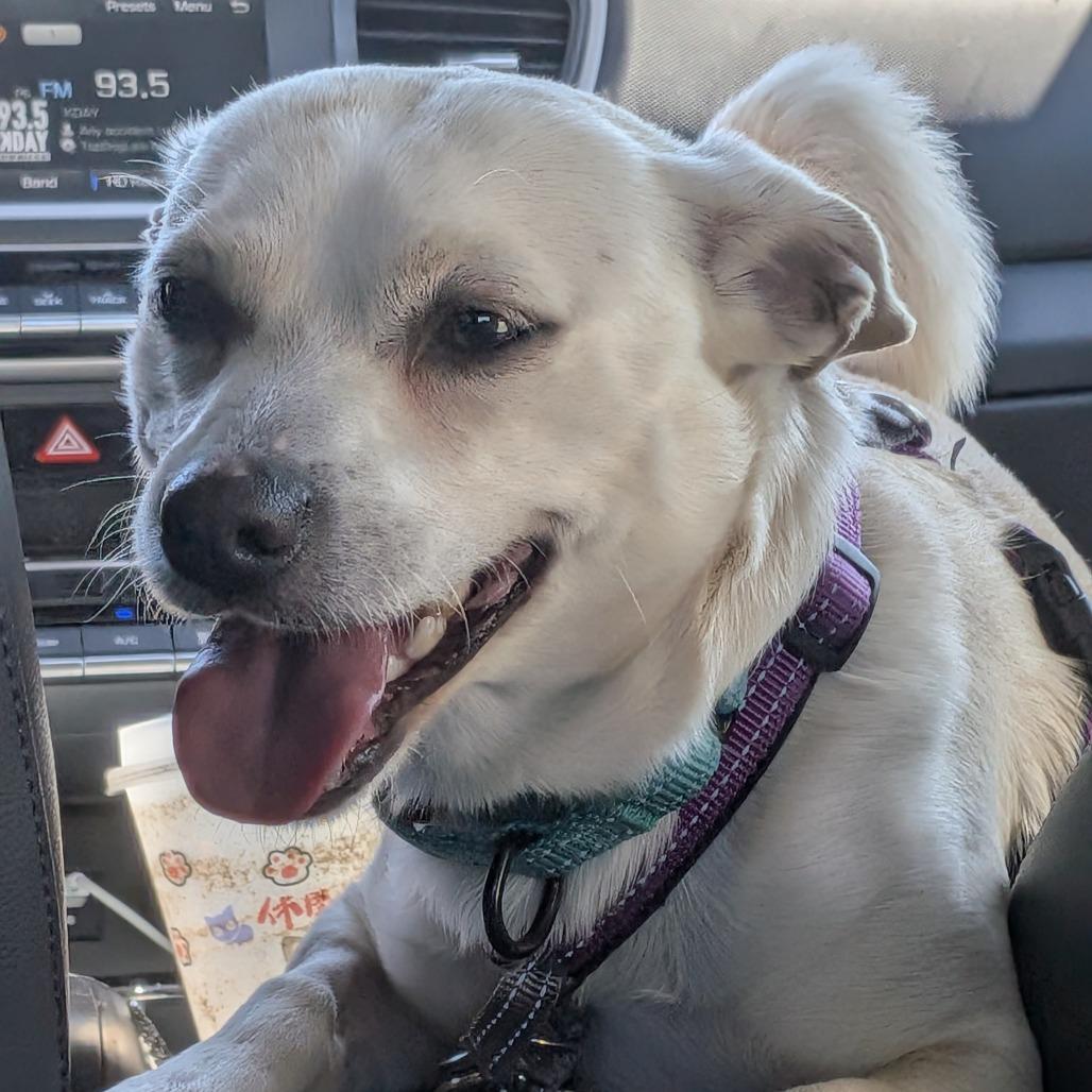 Enlarge Tofu, a Adoptable Mixed Breed in Playa Vista, CA image 4/6