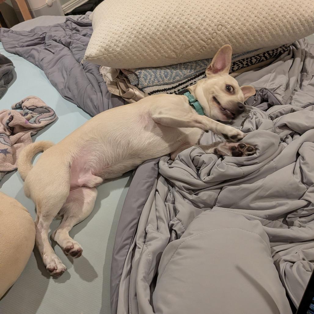 Enlarge Tofu, a Adoptable Mixed Breed in Playa Vista, CA image 5/6