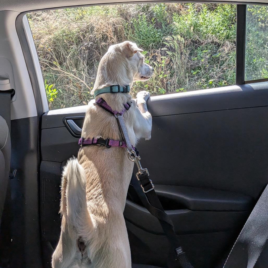 Enlarge Tofu, a Adoptable Mixed Breed in Playa Vista, CA image 6/6