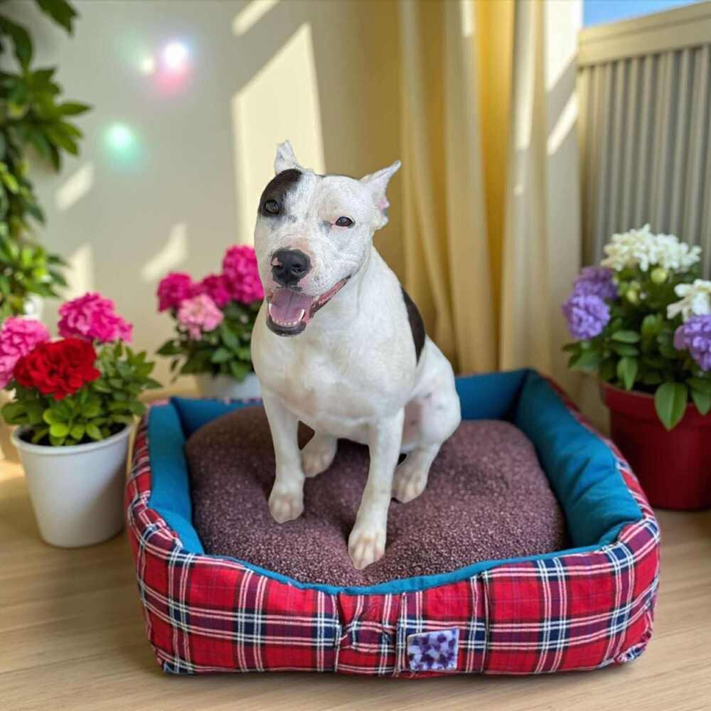 Enlarge Noodle, a Adoptable mixed breed in Allentown, PA image 1/5