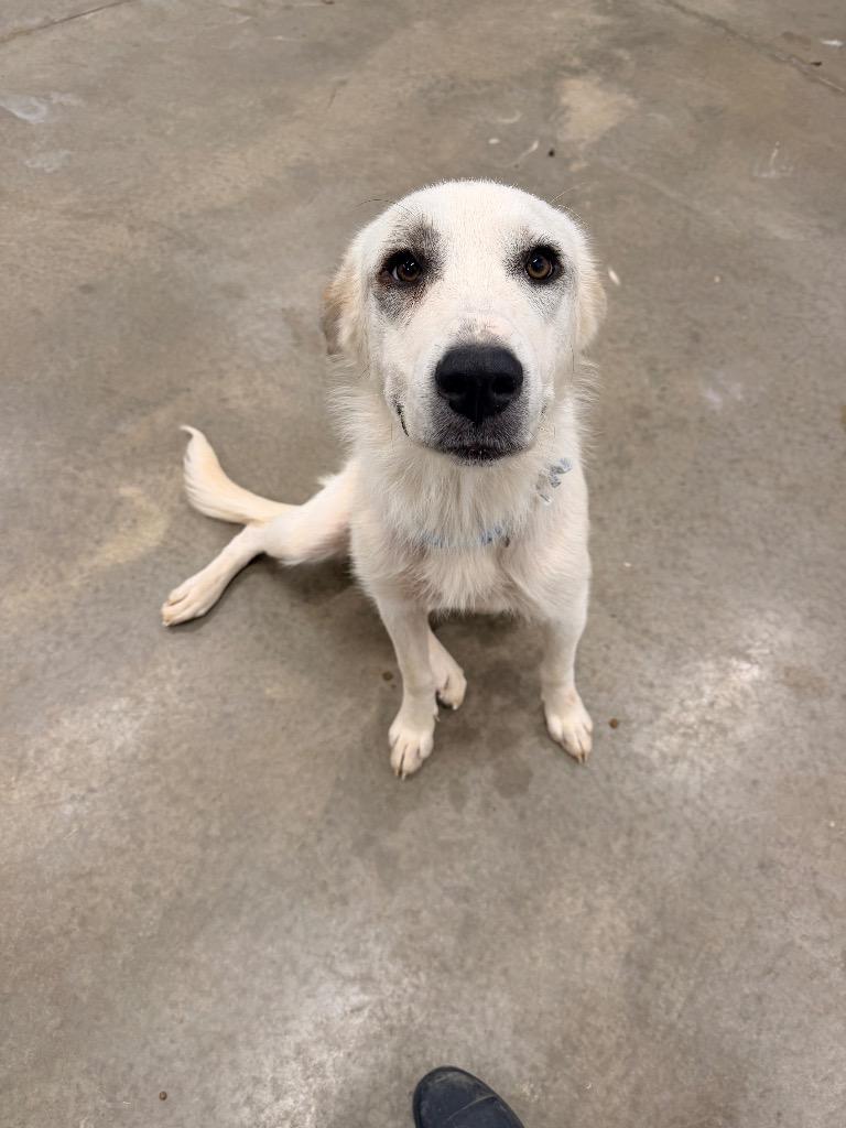 Independence aka Indie, Adoptable, Young Female Great Pyrenees.
