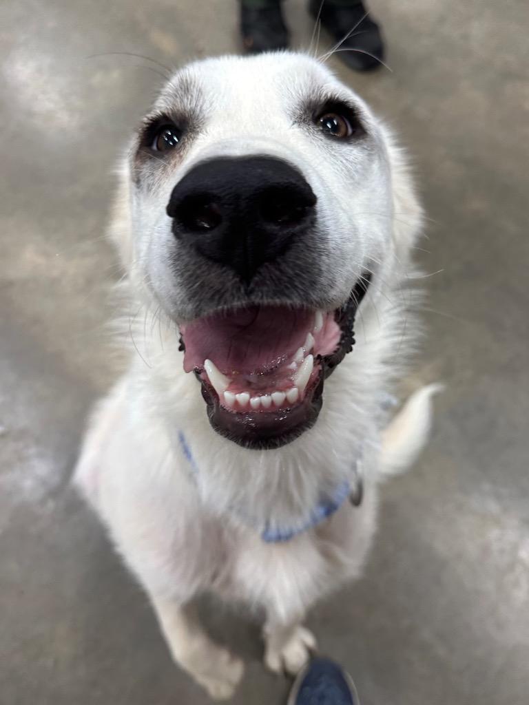 Enlarge Independence aka Indie, a Adoptable Great Pyrenees in Newcastle, OK image 2/6