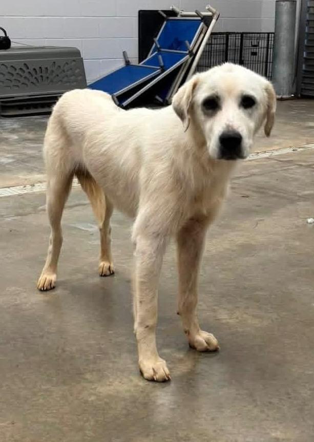 Enlarge Independence aka Indie, a Adoptable Great Pyrenees in Newcastle, OK image 3/6
