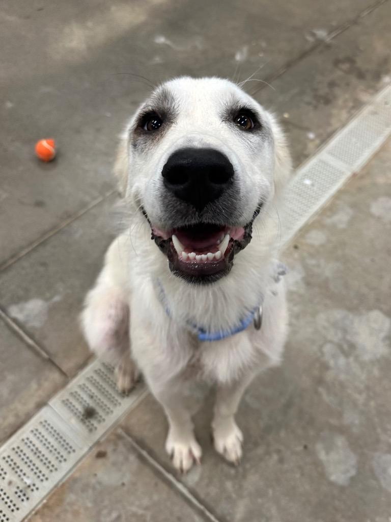 Enlarge Independence aka Indie, a Adoptable Great Pyrenees in Newcastle, OK image 4/6