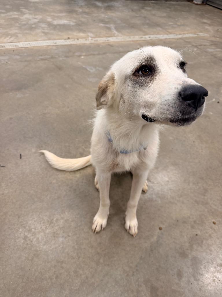 Enlarge Independence aka Indie, a Adoptable Great Pyrenees in Newcastle, OK image 5/6